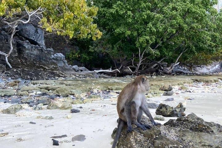 Phi Phi and Khai Island Speedboat Day Trip from Phuket photo 5
