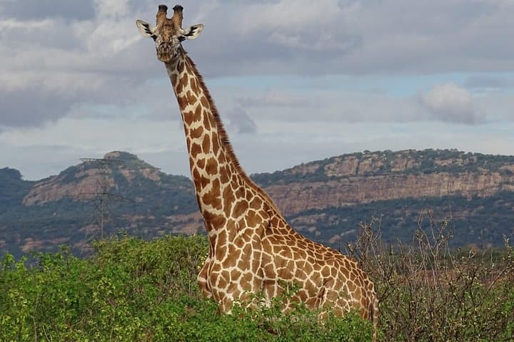 2-Night Tsavo West & East Safari: Ngulia and Voi Lodge Game Drives photo 1