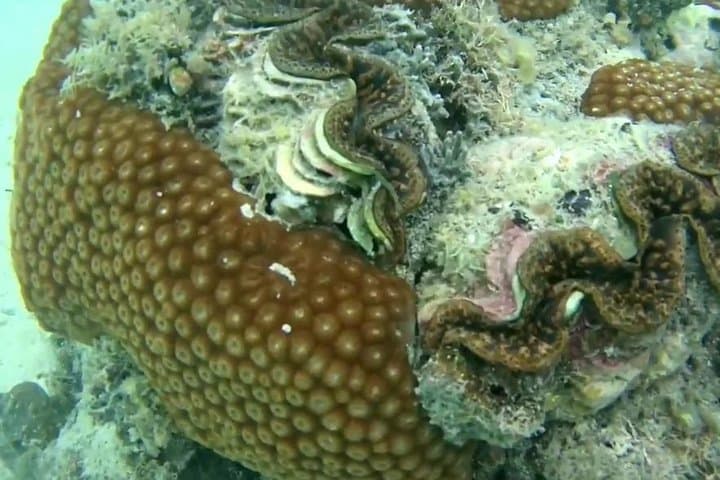 Snorkeling at Misali Island: Pemba's Coral Gardens & Turtle Routes photo 4