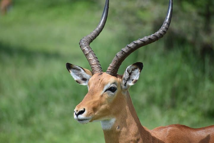 5-Day Budget Safari: Tarangire, Serengeti & Ngorongoro Crater Guide photo 2