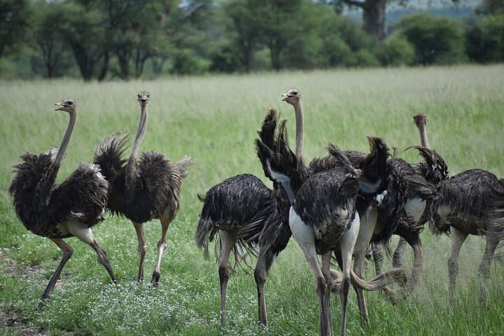 5-Day Budget Safari: Tarangire, Serengeti & Ngorongoro Crater Guide photo 3