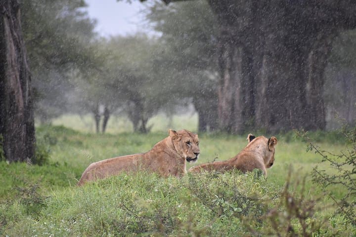 5-Day Budget Safari: Tarangire, Serengeti & Ngorongoro Crater Guide photo 4
