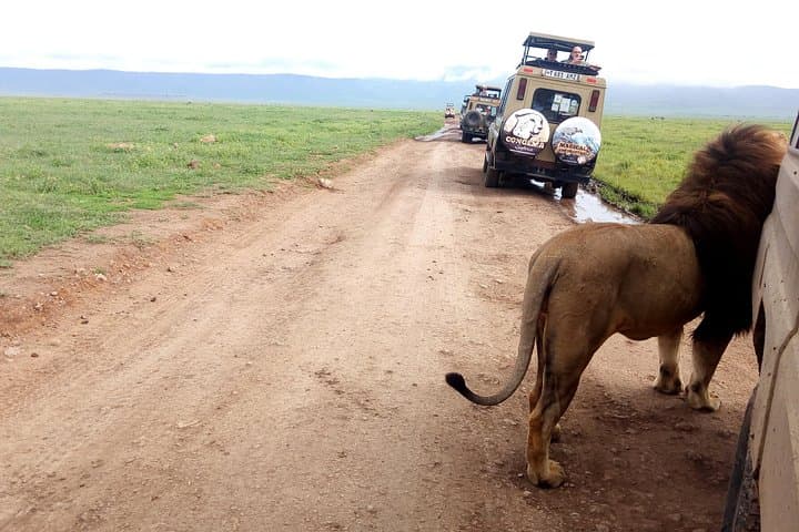 Classic 5-Day Safari: Manyara, Serengeti & Ngorongoro