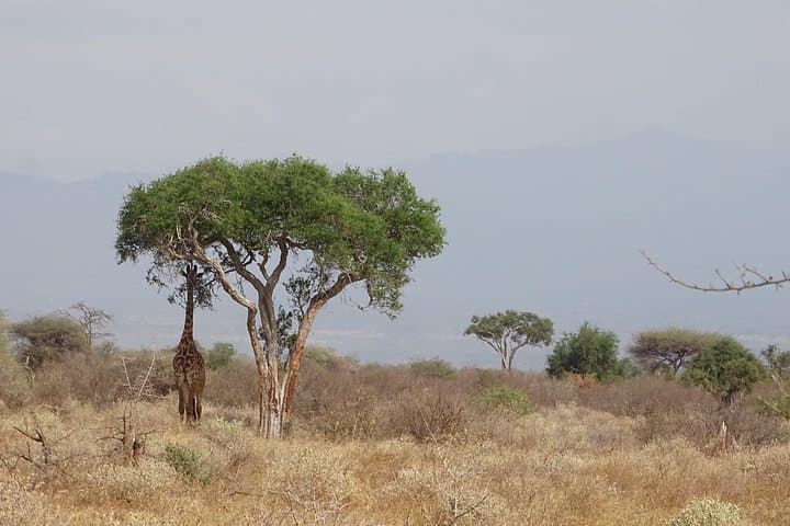 2-Night Tsavo West & East Safari: Ngulia and Voi Lodge Game Drives photo 2