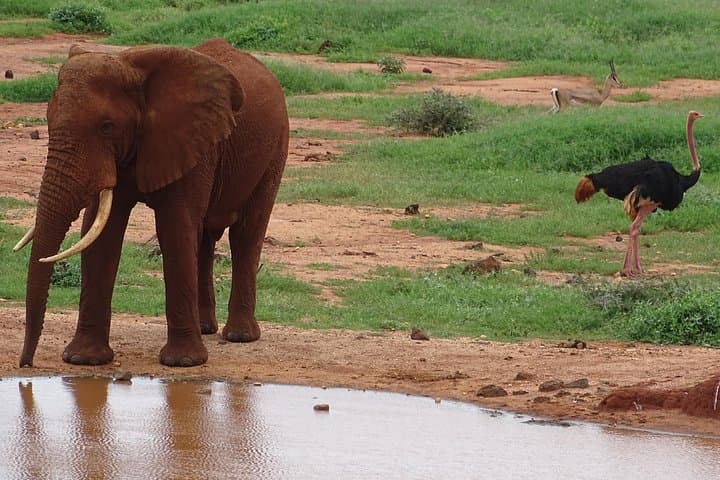 2-Night Tsavo West & East Safari: Ngulia and Voi Lodge Game Drives photo 3