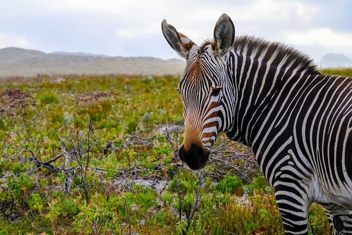 Cape Point Private Nature Tour & Hike — Cape of Good Hope Day Trip from Cape Town photo 4