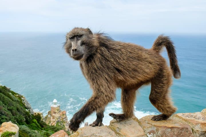 Cape Point Private Nature Tour & Hike — Cape of Good Hope Day Trip from Cape Town photo 5