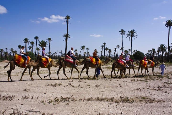 Camel Ride Through La Palmeraie: Marrakech Palm Grove Adventure photo 6