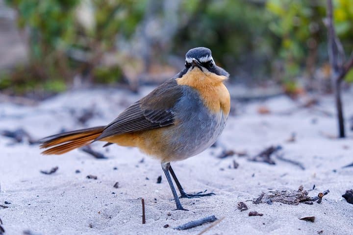 Cape Town Private Birding Tour — Fynbos, Wetlands & Penguins photo 2