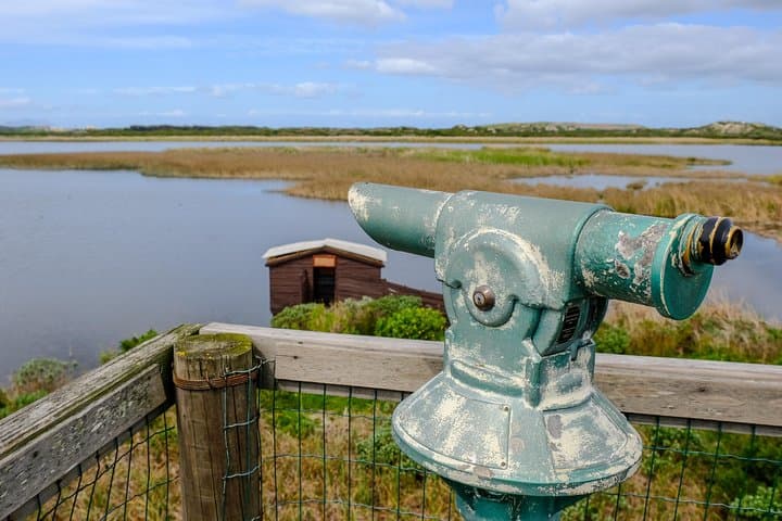 Cape Town Private Birding Tour — Fynbos, Wetlands & Penguins photo 6