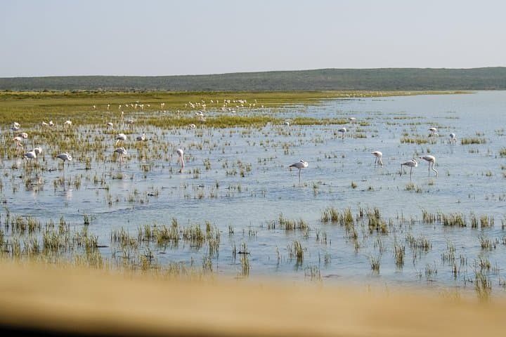 Cape Town Private Birding Tour — Fynbos, Wetlands & Penguins photo 4