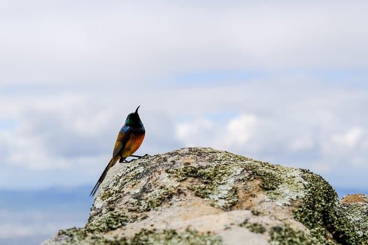 Cape Town Private Birding Tour — Fynbos, Wetlands & Penguins photo 3