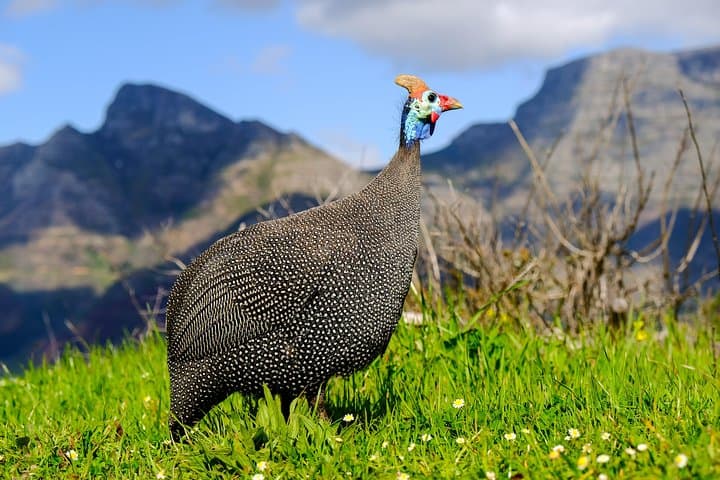 Cape Town Private Birding Tour — Fynbos, Wetlands & Penguins photo 5