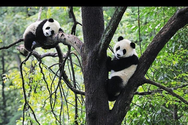 Chengdu Panda Research Base & Leshan Giant Buddha Day Tour — Classic Sichuan Day Trip photo 1