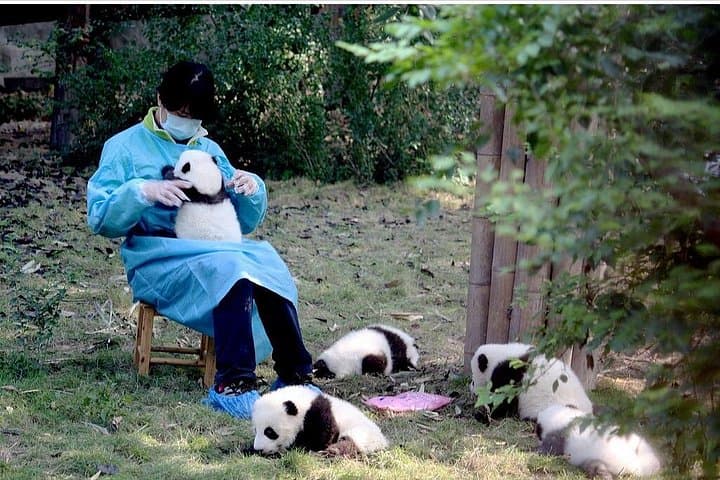 Chengdu Panda Research Base & Leshan Giant Buddha Day Tour — Classic Sichuan Day Trip photo 2