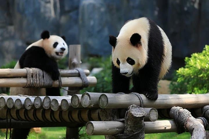 Chengdu Panda Research Base & Leshan Giant Buddha Day Tour — Classic Sichuan Day Trip photo 3