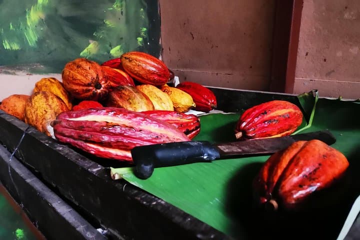 Monteverde Cloud-Forest Hike and Coffee Tour from Guanacaste photo 3