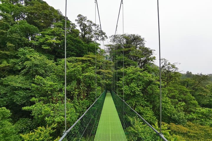 Monteverde Cloud-Forest Hike and Coffee Tour from Guanacaste photo 4
