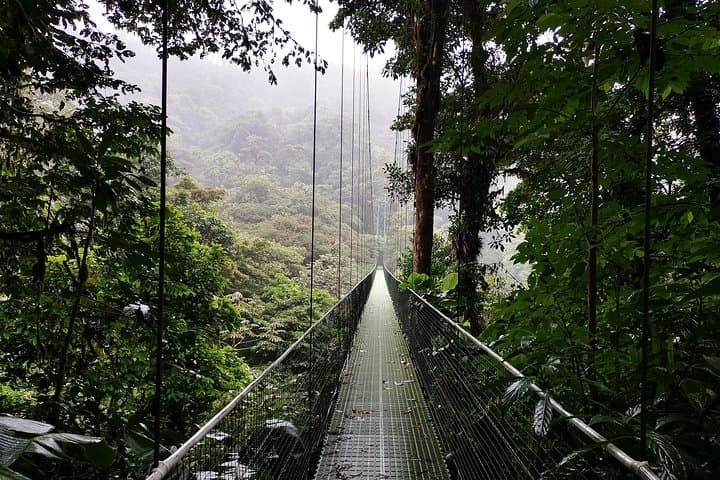 Monteverde Cloud-Forest Hike and Coffee Tour from Guanacaste photo 6