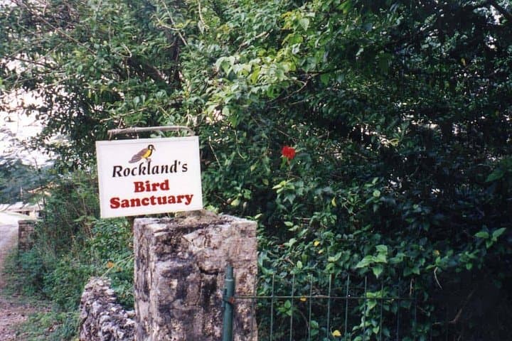 Hands-On Hummingbirds: Rockland Bird Sanctuary Private Tour in Montego Bay photo 2