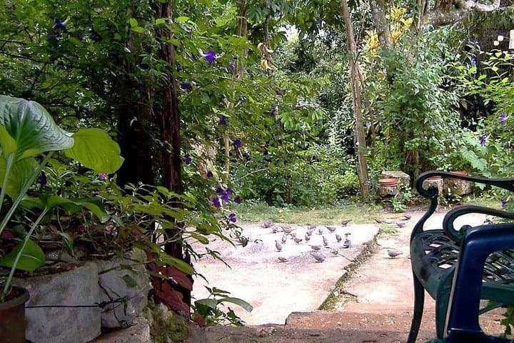 Hands-On Hummingbirds: Rockland Bird Sanctuary Private Tour in Montego Bay photo 3