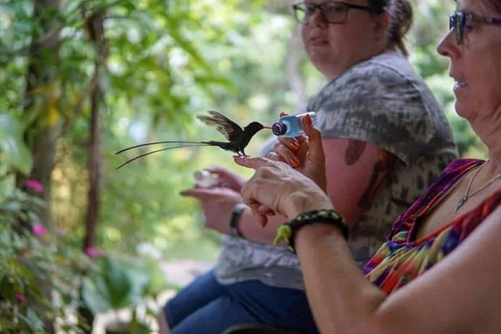 Hands-On Hummingbirds: Rockland Bird Sanctuary Private Tour in Montego Bay photo 4