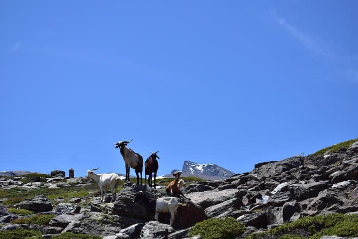 Sierra Nevada Day Tour from Granada: Hoya de la Mora Views & Wildlife photo 6