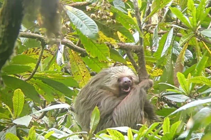 Curicancha Bird-Watching Tour in Monteverde — Spot the Resplendent Quetzal photo 2
