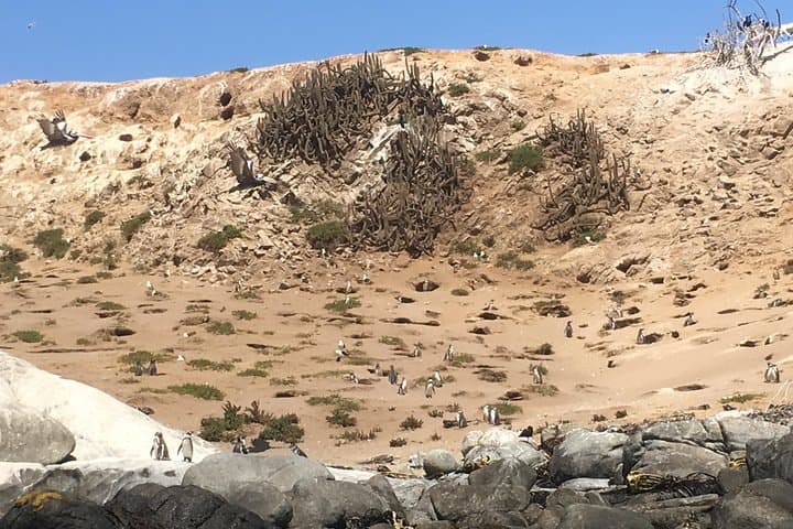 Day Trip from Santiago to Zapallar: Penguins, Sandboarding & Paragliding Picnic photo 4