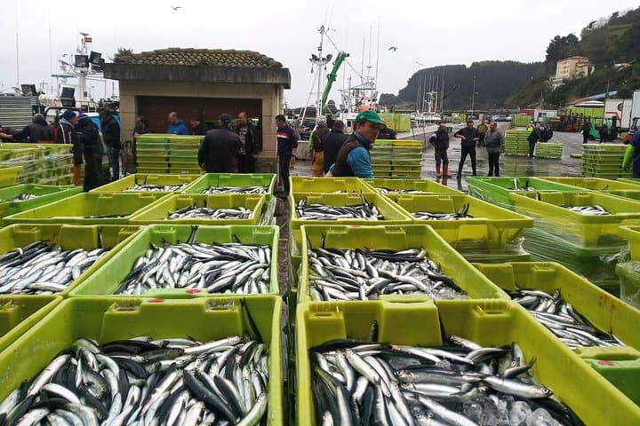 Basque Coast Seafood & Txakoli: Foraging, Wineries, and Geo-Walk from San Sebastián photo 4