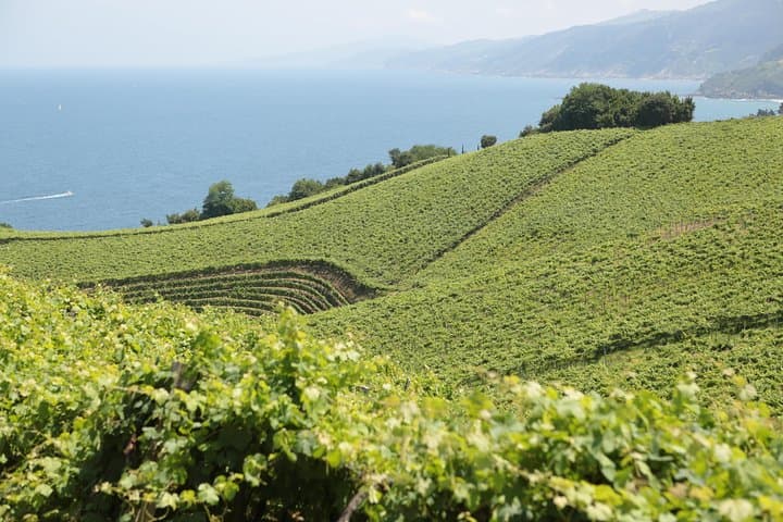 Basque Coast Seafood & Txakoli: Foraging, Wineries, and Geo-Walk from San Sebastián photo 5