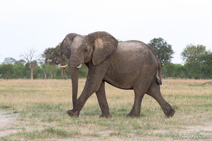 Full-Day Zambezi National Park Safari from Victoria Falls: Wildlife Drive & Picnic Lunch photo 2