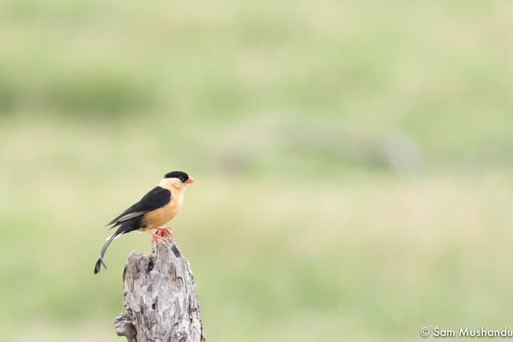 Full-Day Zambezi National Park Safari from Victoria Falls: Wildlife Drive & Picnic Lunch photo 3