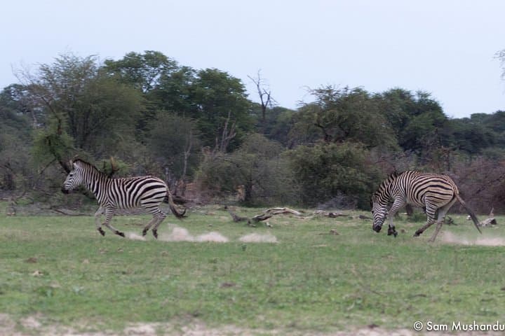 Full-Day Zambezi National Park Safari from Victoria Falls: Wildlife Drive & Picnic Lunch photo 4
