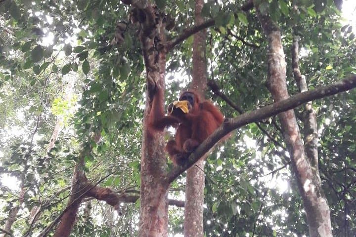 Medan to Bukit Lawang Full-Day Orangutan Trek in Leuser National Park photo 1