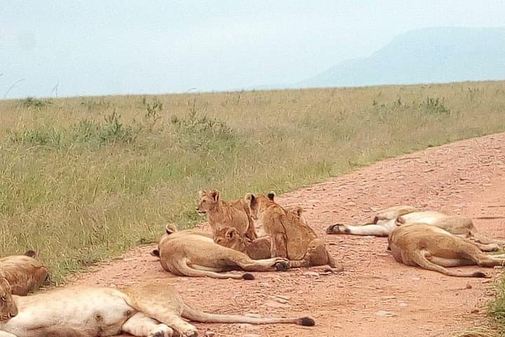 Morning Safari at Nairobi National Park — City-Edge Game Drive photo 2