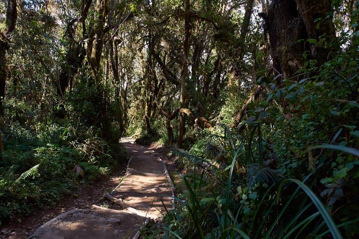 Summit Kilimanjaro via the Marangu Route — 6-Day Hut-to-Hut Climb photo 4