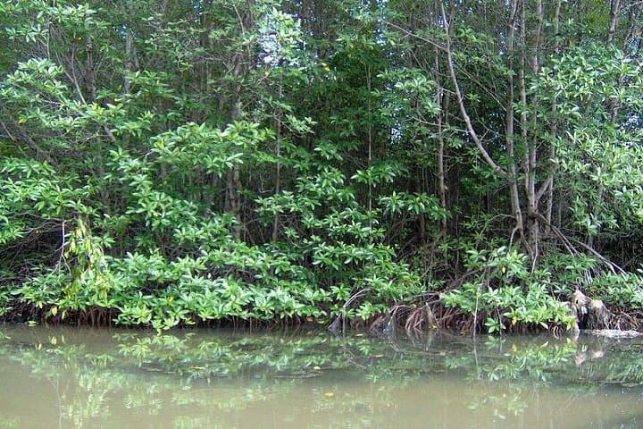 Can Gio Mangrove Biosphere Reserve: Day Trip from Ho Chi Minh City photo 2