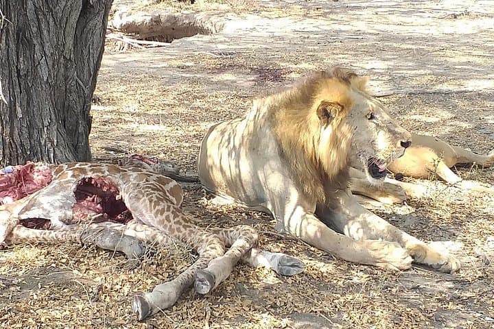 5-Day Safari: Mikumi & Ruaha with Isimila Stone Age and Maasai Cultural Visit photo 1
