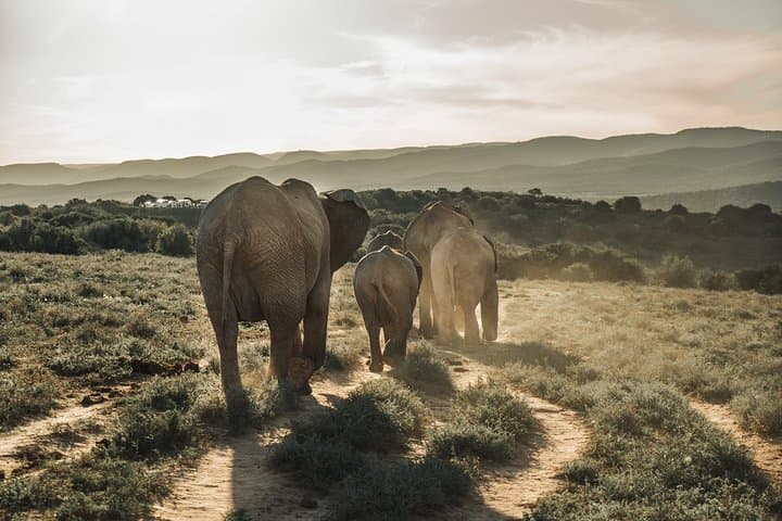Addo Elephant National Park Full-Day Safari: See South Africa's Big 7 (Incl. Transport & Lunch)