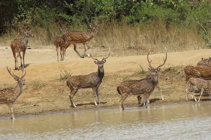 Udawalawe National Park Safari from Beruwala — Private Jeep, Elephant Transit & Moonstone Mine photo 4