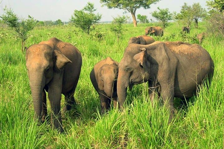 Udawalawe National Park Safari from Beruwala — Private Jeep, Elephant Transit & Moonstone Mine photo 1