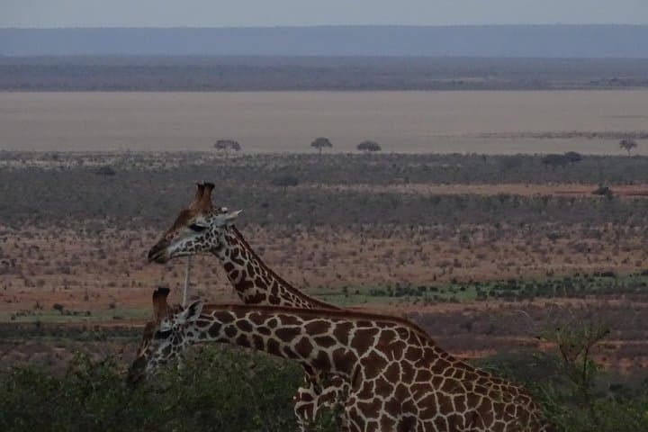 5-Day Tsavo & Amboseli Safari: Voyager Ziwani to Kilanguni Serena Lodge photo 3