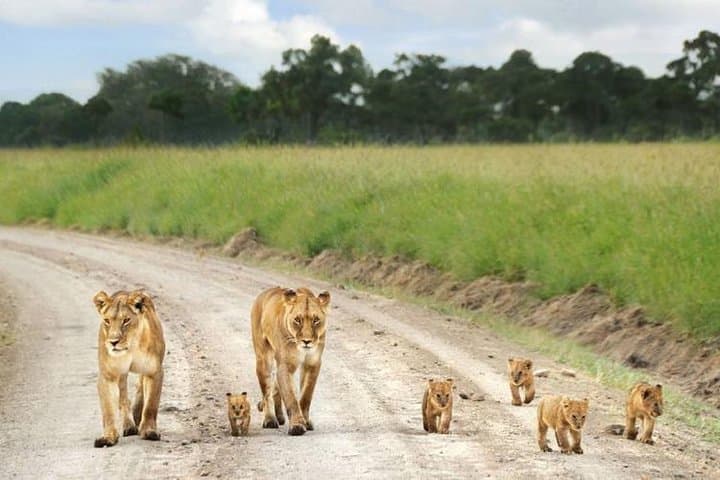 Explore Nairobi National Park, Giraffe Center & Beads Factory: A Unique Sunrise Safari Experience photo 1