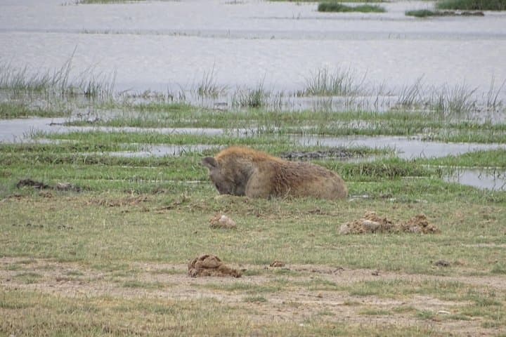 5-Day Tsavo & Amboseli Safari: Voyager Ziwani to Kilanguni Serena Lodge photo 6