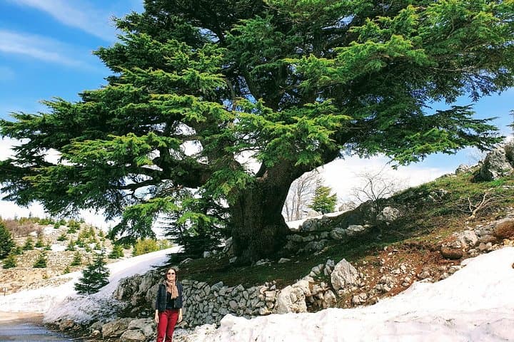 Beirut Day Tour: Cedars of Chouf, Baalbek Ruins & Ksara Winery in One Private Trip photo 6