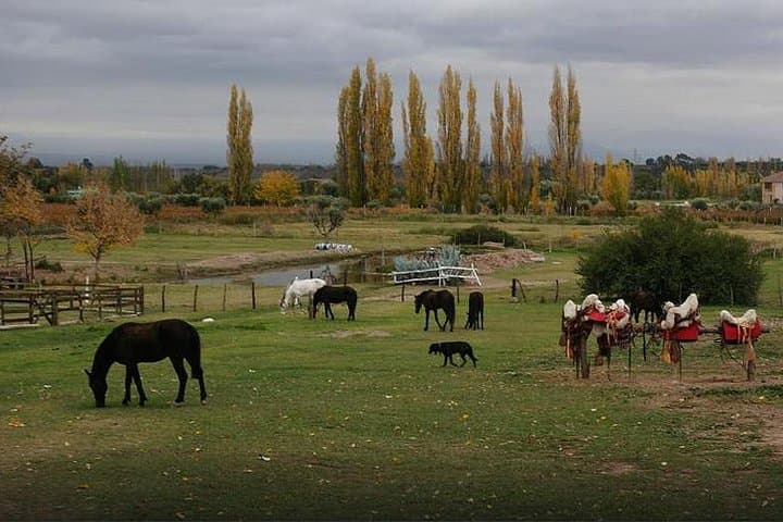 Criolla Horseback Riding in Lunlunta: Mendoza Andes Ranch Tour photo 3