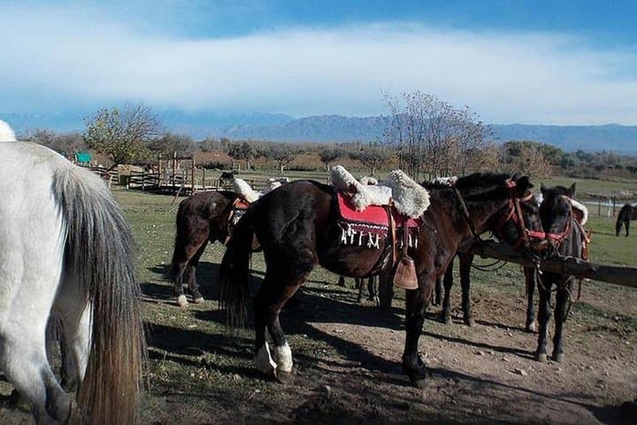 Criolla Horseback Riding in Lunlunta: Mendoza Andes Ranch Tour photo 4