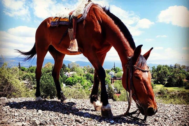 Criolla Horseback Riding in Lunlunta: Mendoza Andes Ranch Tour photo 5