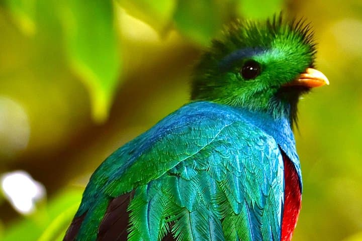 Full-Day Monteverde Birding Expedition: See Quetzals and Bellbirds with Free Binoculars photo 4